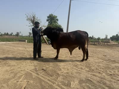 Sahiwal bull for sale