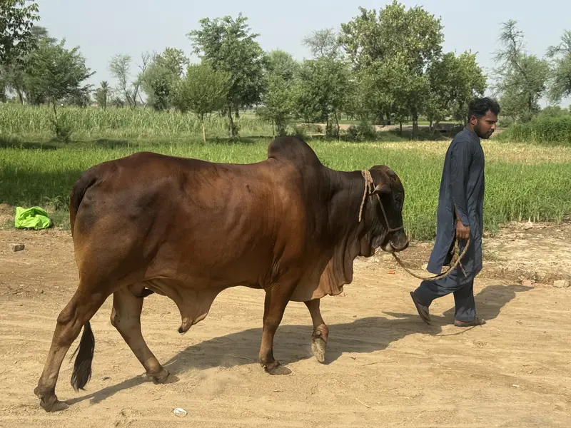 Sahiwal bull for sale — photo 2
