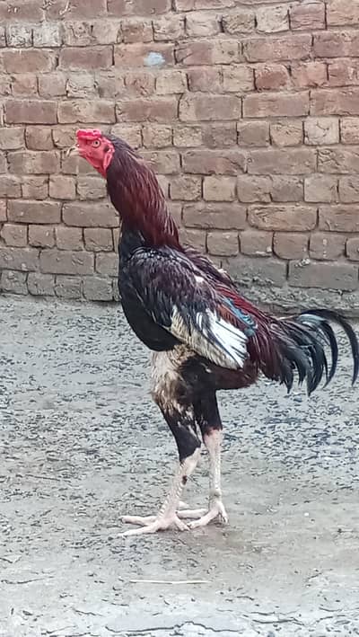 aseel male for sale