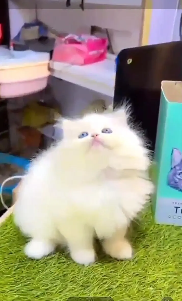 Persian kitten triple quote for sale my WhatsApp03483362563 — photo 3