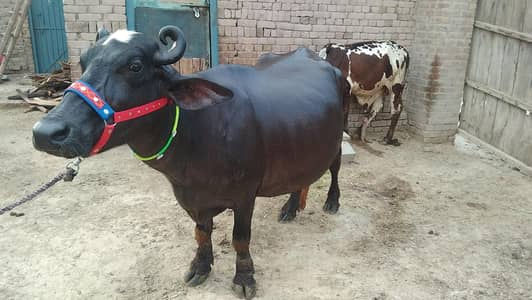 Buffalo Pregnant