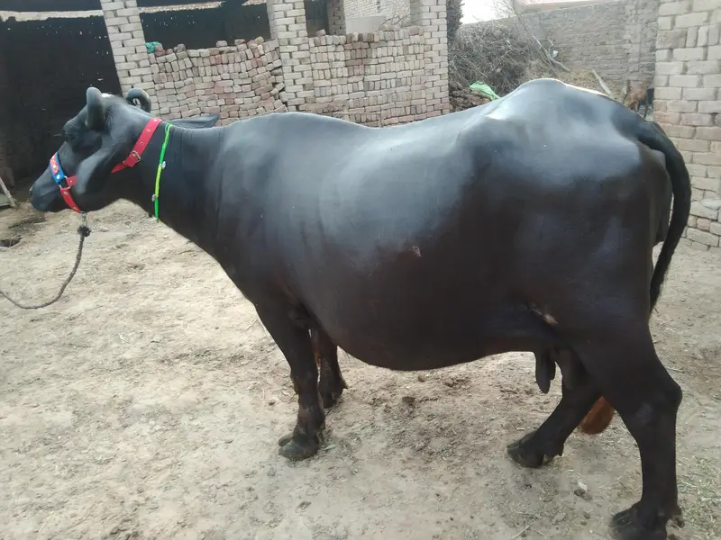 Buffalo Pregnant — photo 2