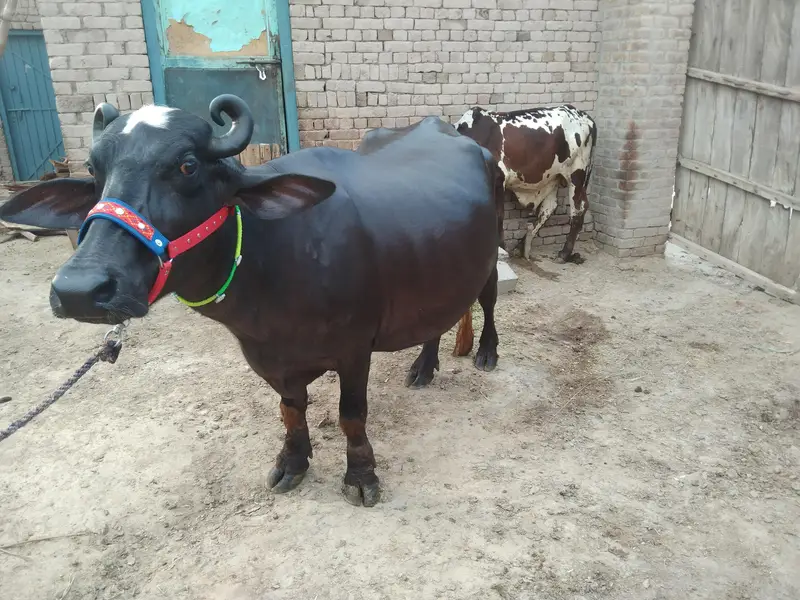 Buffalo Pregnant — photo 3