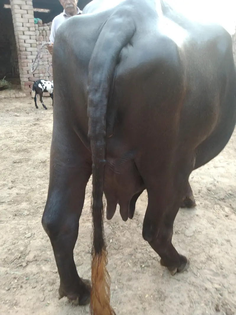 Buffalo Pregnant — photo 6