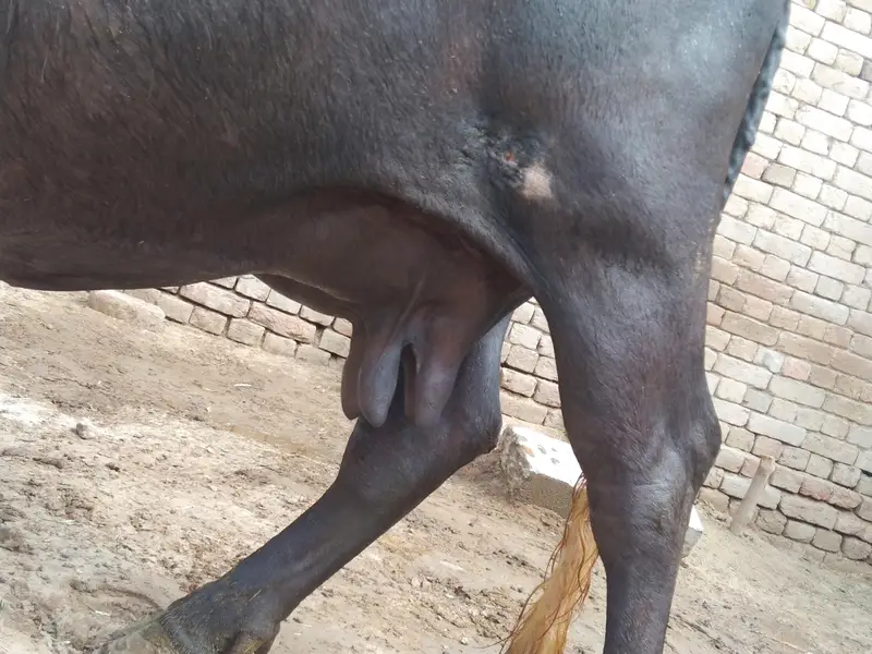 Buffalo Pregnant — photo 7