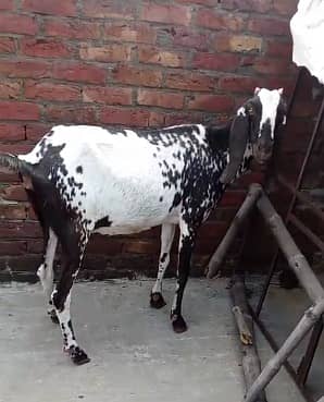 makhi cheeni Goat | Desi bakra| Bakri path | بکری | male goat