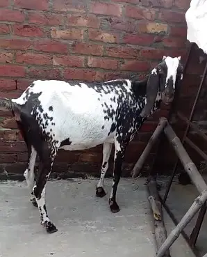 makhi cheeni Goat | Desi bakra| Bakri path | بکری | male goat