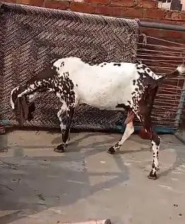 makhi cheeni Goat | Desi bakra| Bakri path | بکری | male goat — photo 2
