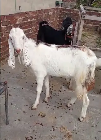 makhi cheeni Goat | Desi bakra| Bakri path | بکری | male goat — photo 3