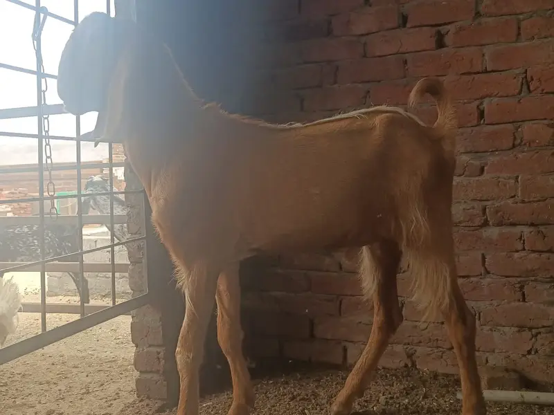 makhi cheeni Goat | Desi bakra| Bakri path | بکری | male goat — photo 4