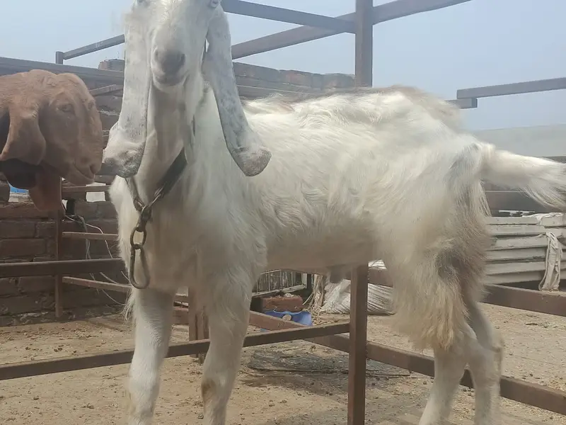 makhi cheeni Goat | Desi bakra| Bakri path | بکری | male goat — photo 5