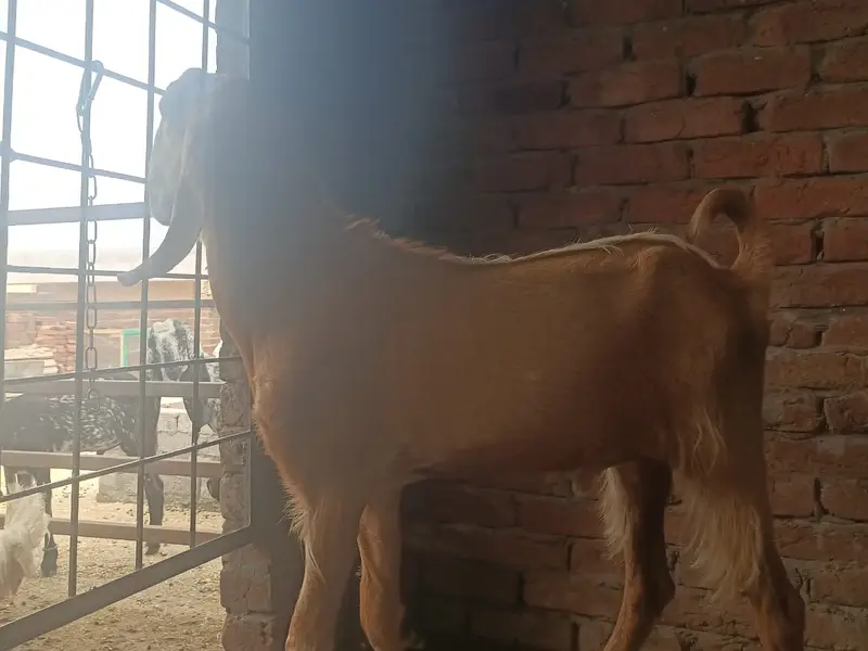 makhi cheeni Goat | Desi bakra| Bakri path | بکری | male goat — photo 6
