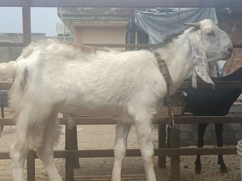 makhi cheeni Goat | Desi bakra| Bakri path | بکری | male goat — photo 7