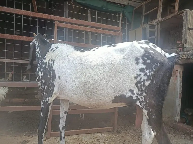 makhi cheeni Goat | Desi bakra| Bakri path | بکری | male goat — photo 8