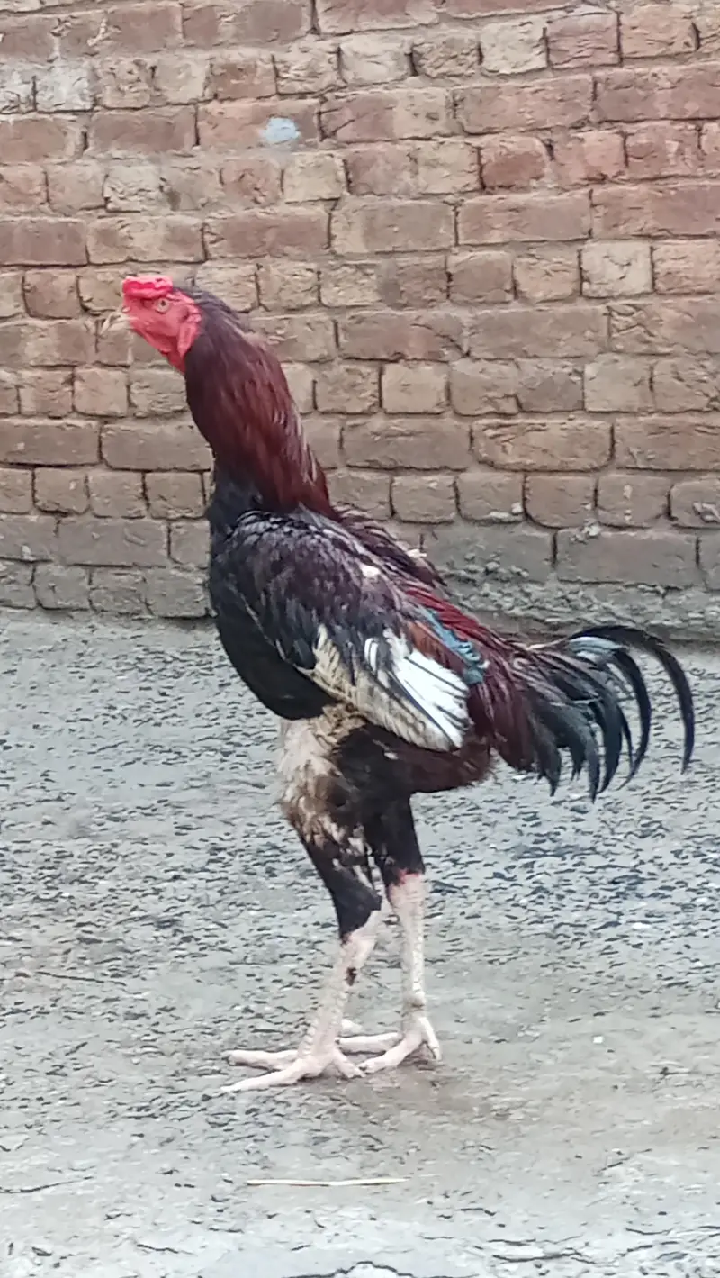 dono male ha — photo 2