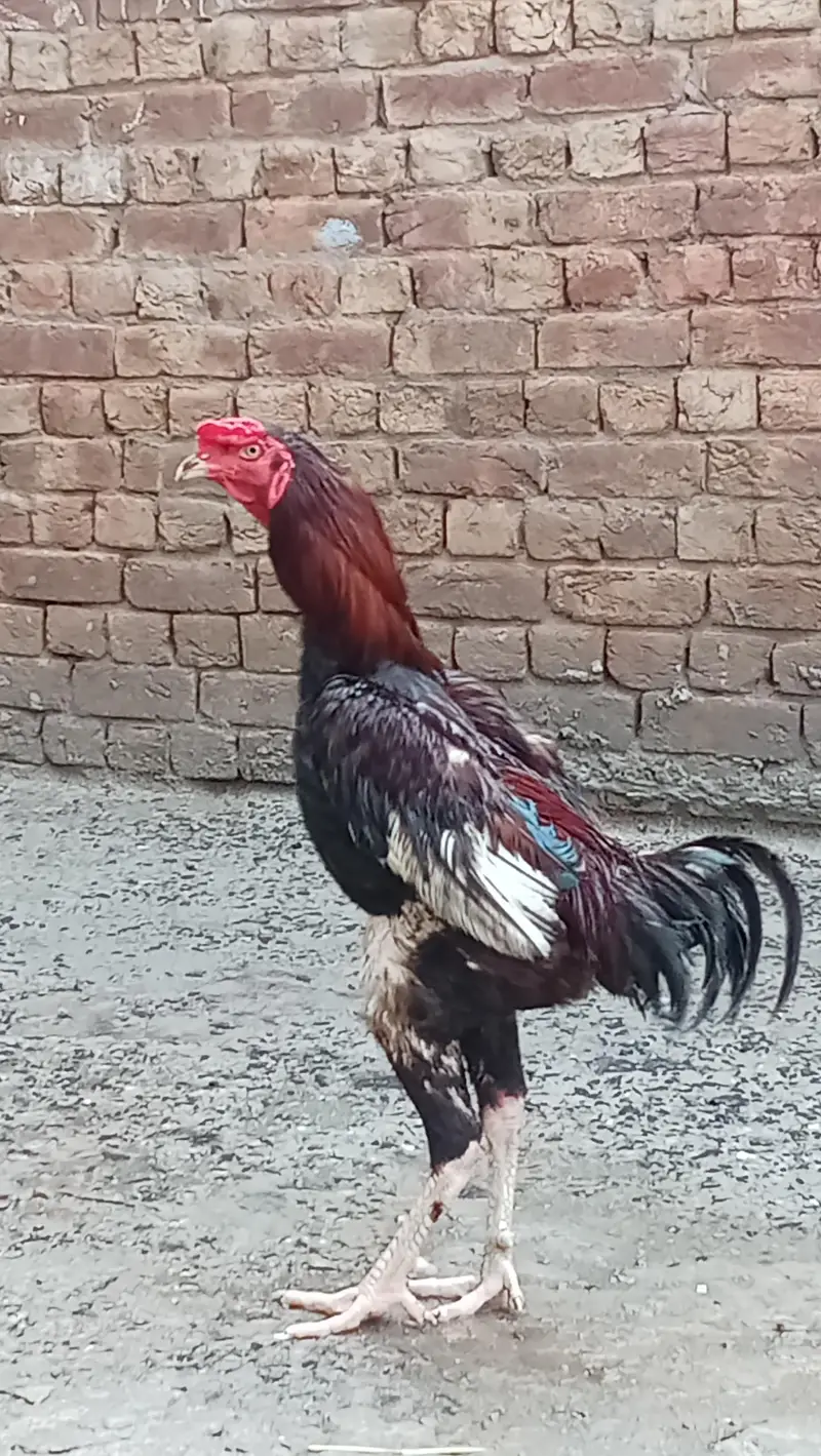 dono male ha — photo 4