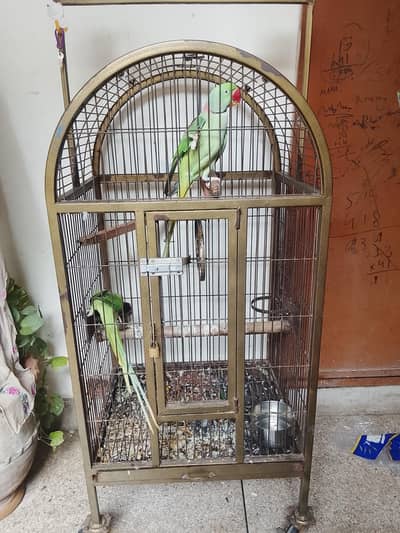 Kashmiri Raw/ Raw parrot