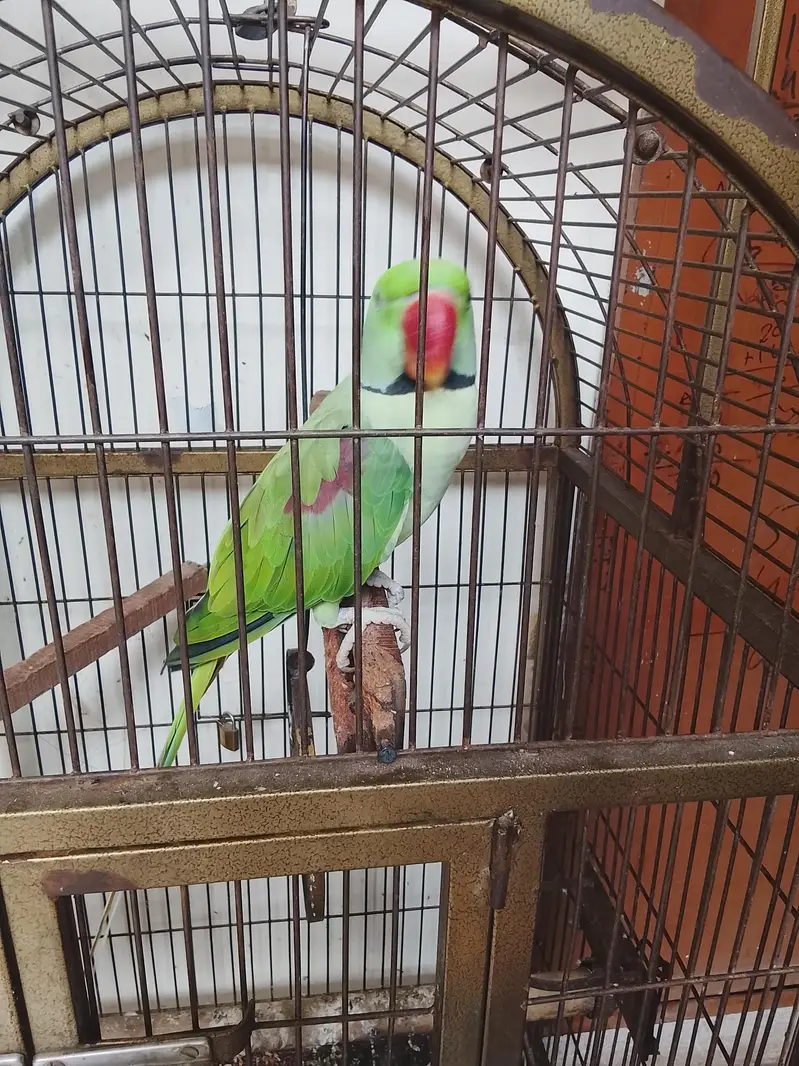 Kashmiri Raw/ Raw parrot — photo 2