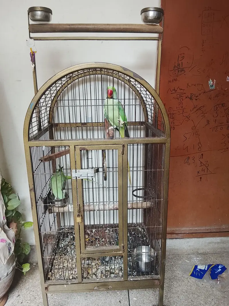 Kashmiri Raw/ Raw parrot — photo 3