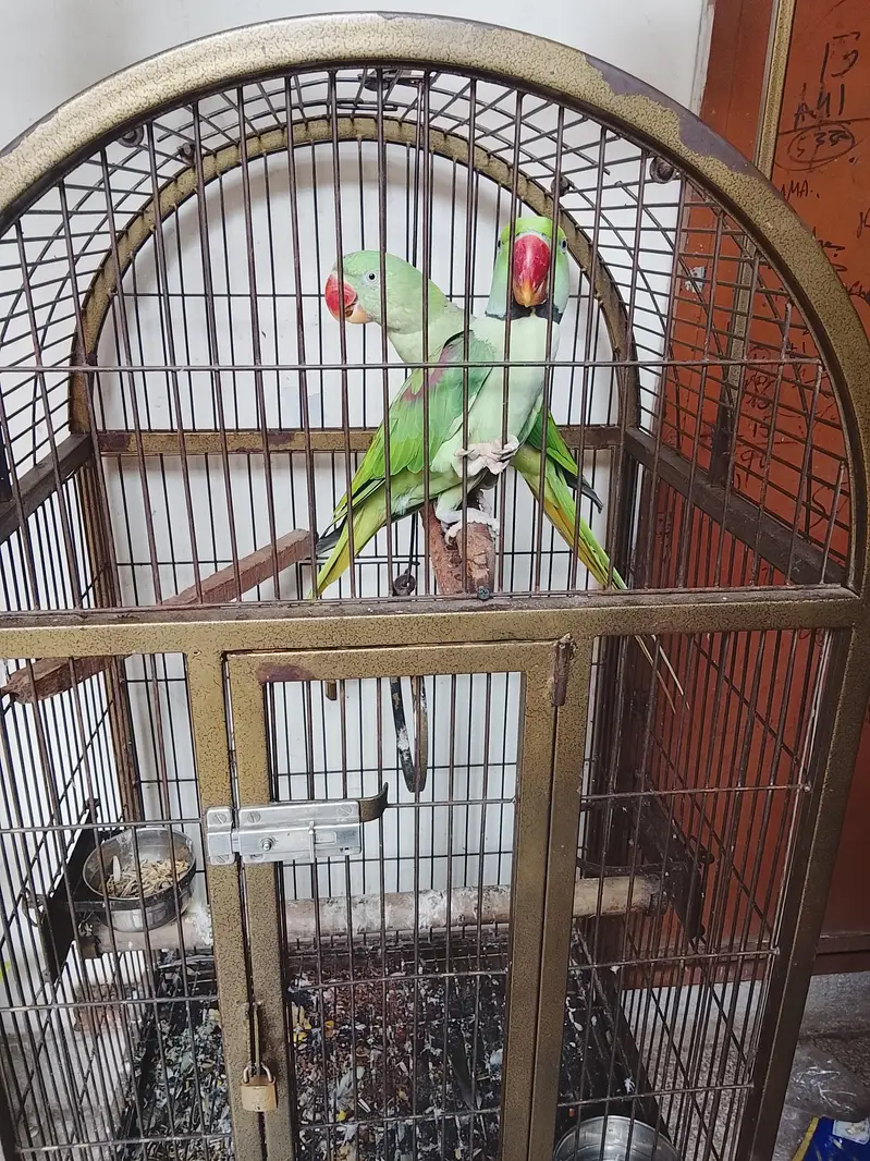 Kashmiri Raw/ Raw parrot — photo 4