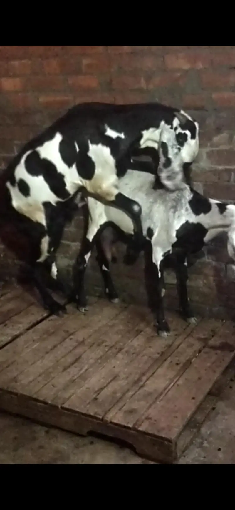 dasi bakri dodh Vali 03098289032 — photo 5