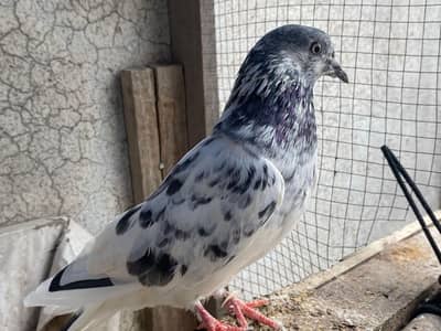 Neela pair pigeon