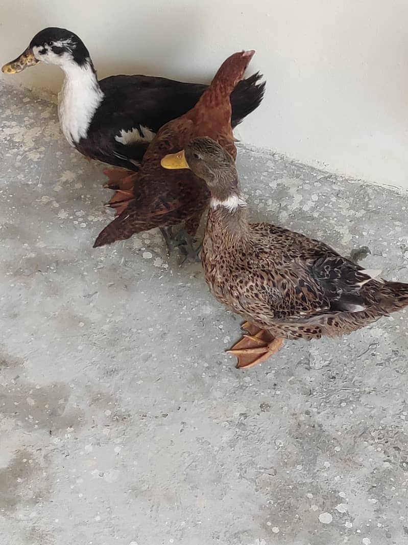 ducks 0