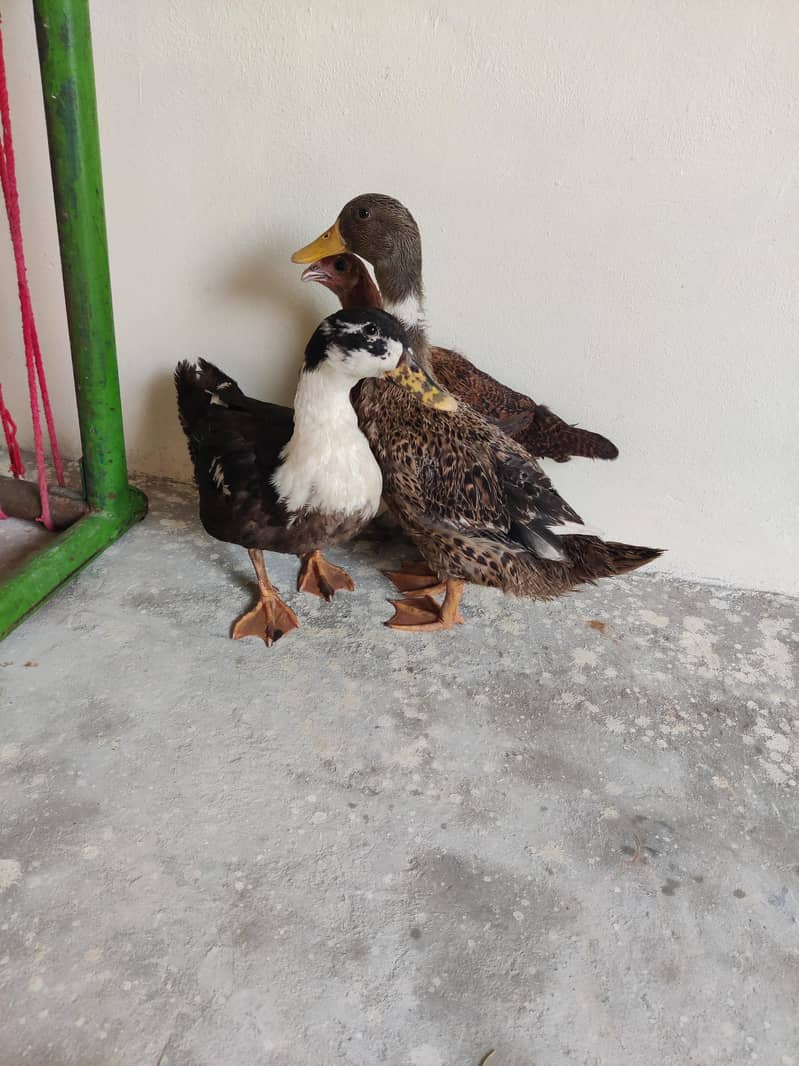 ducks 1