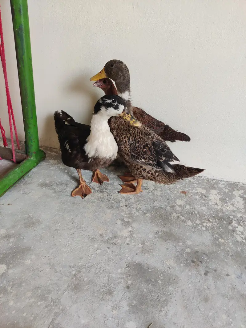 ducks — photo 2