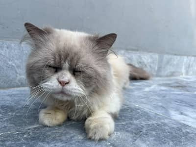 male female Persian cats sale