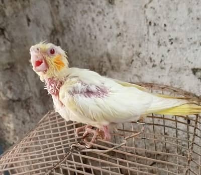 Hand tam comman  white and gary cocktail chicks for sale