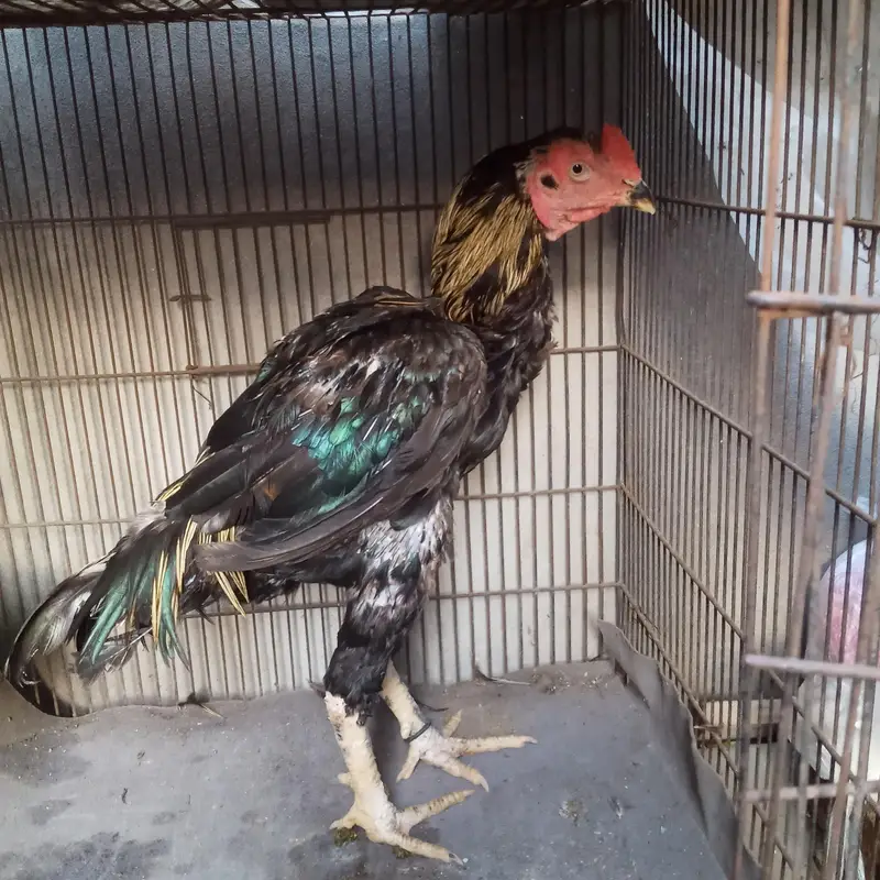 kala jawa — photo 2