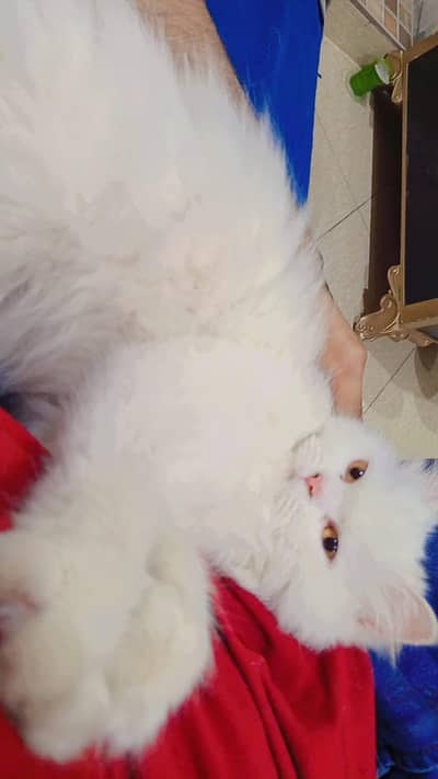 friendly cat