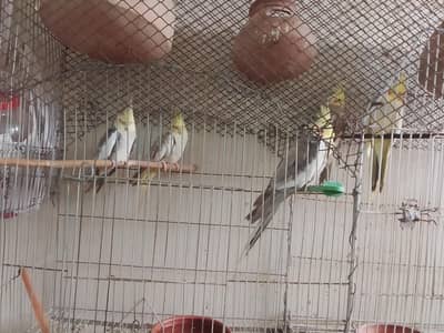 active and healthy Fresh cocktail pair ready for breeding