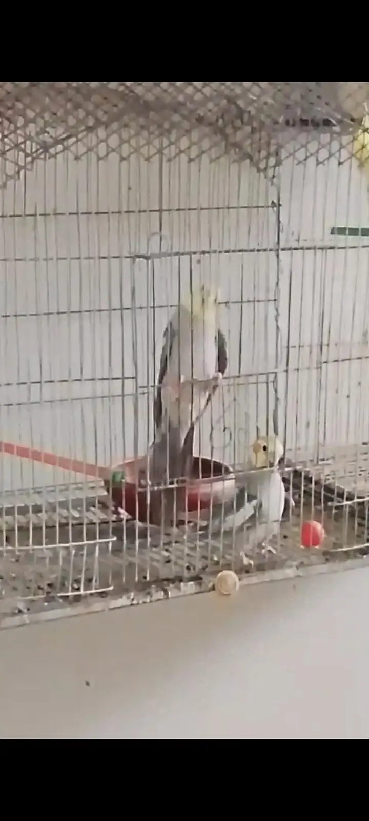 active and healthy Fresh cocktail pair ready for breeding — photo 2