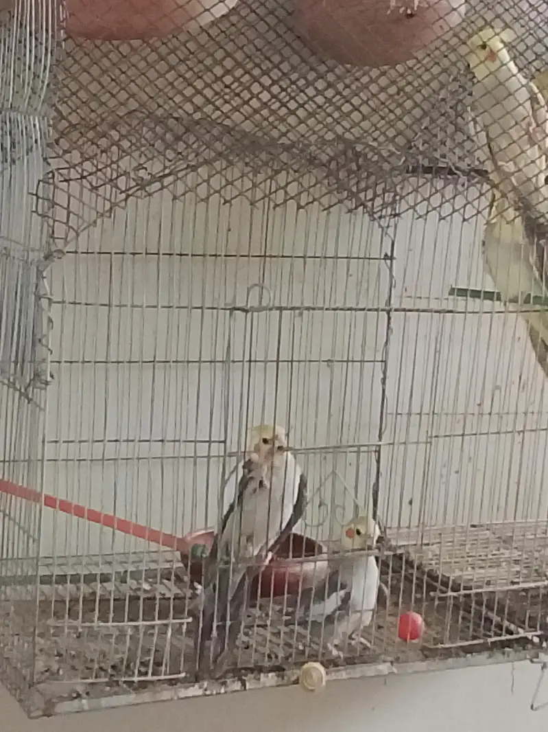 active and healthy Fresh cocktail pair ready for breeding — photo 3