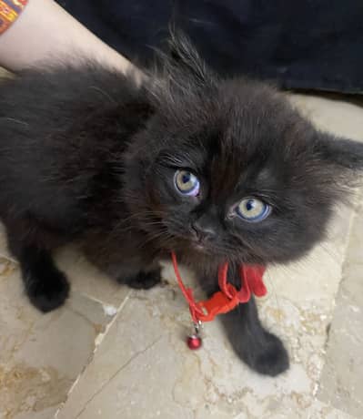 Persian black kitten 2 months active
