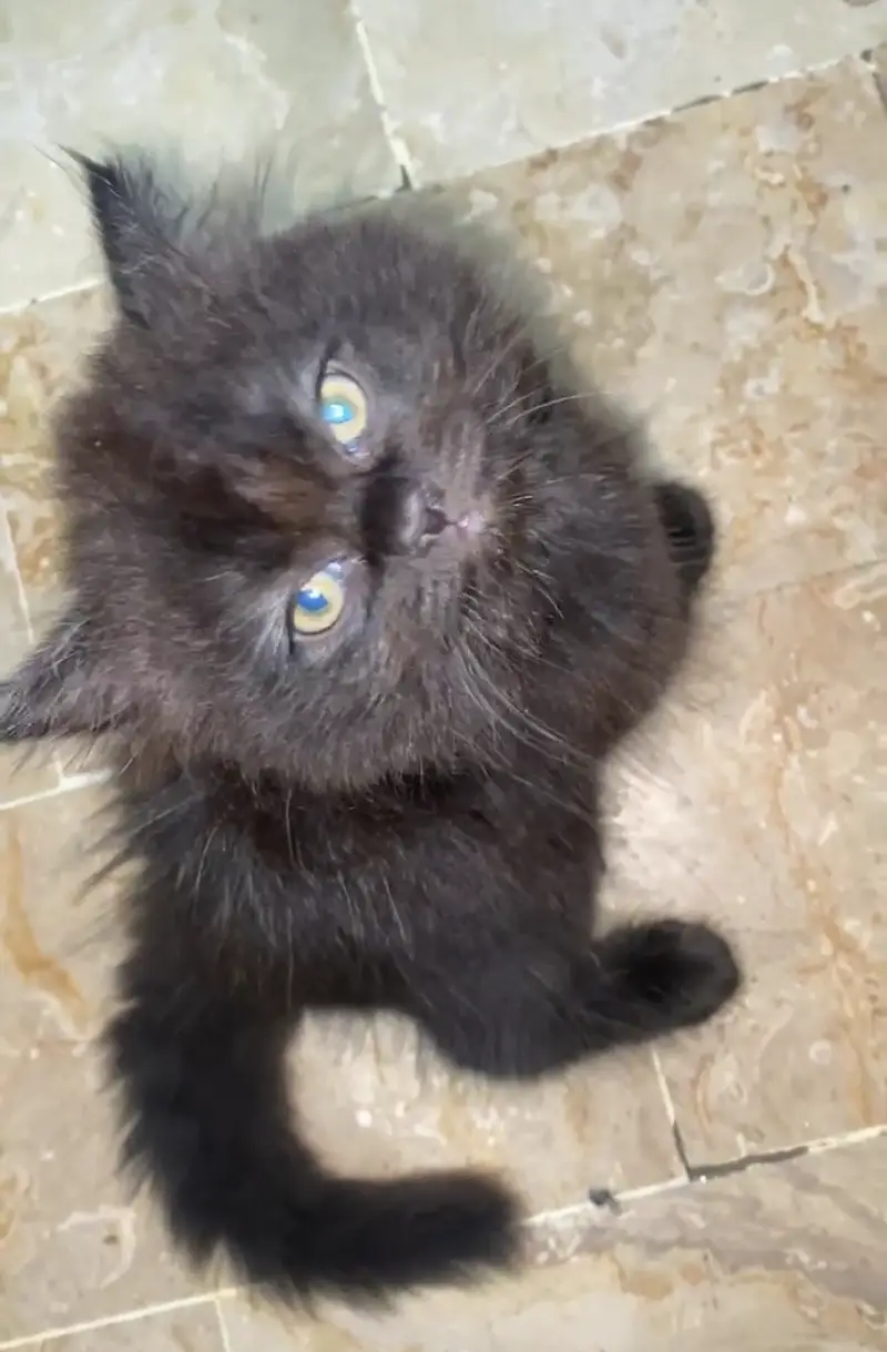 Persian black kitten 2 months active — photo 2