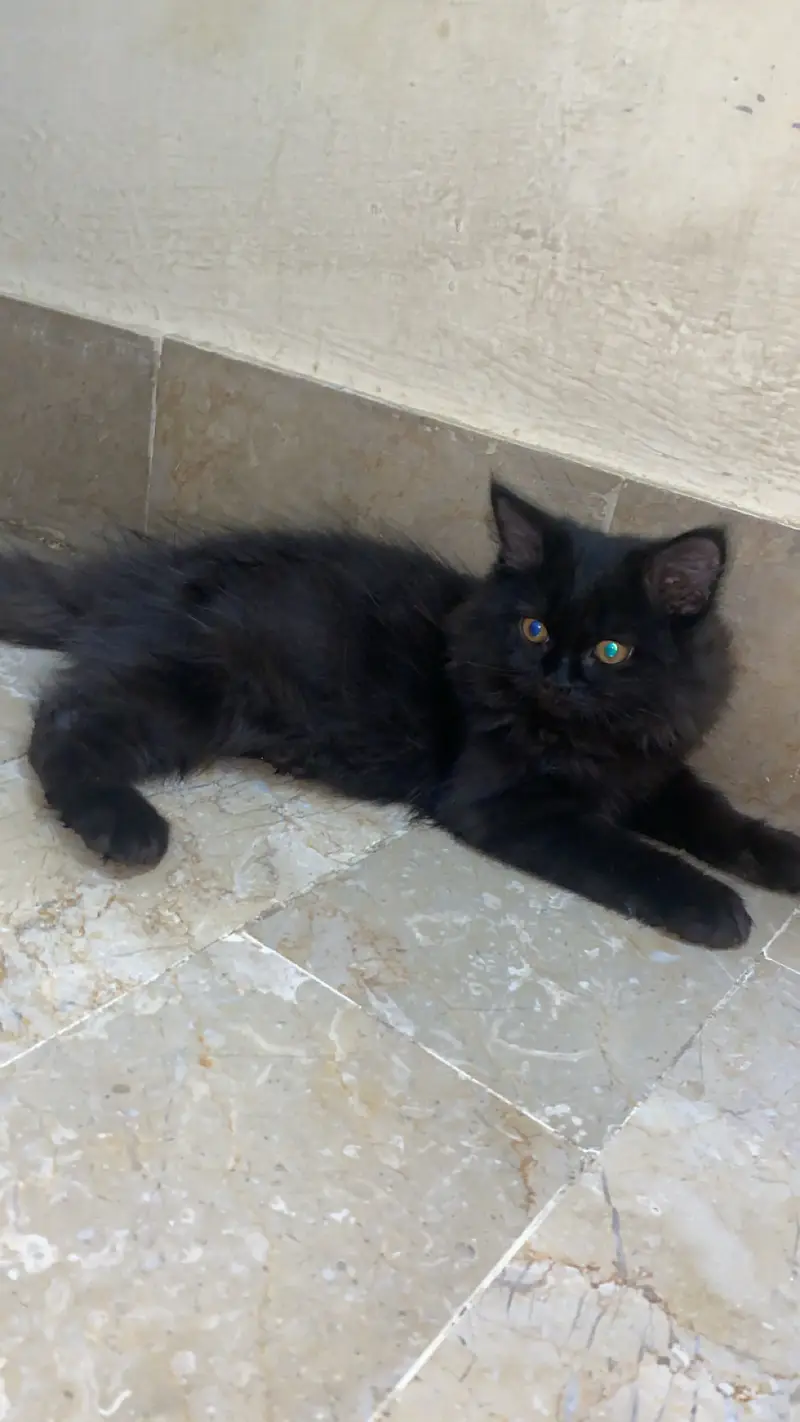 Persian black kitten 2 months active — photo 3