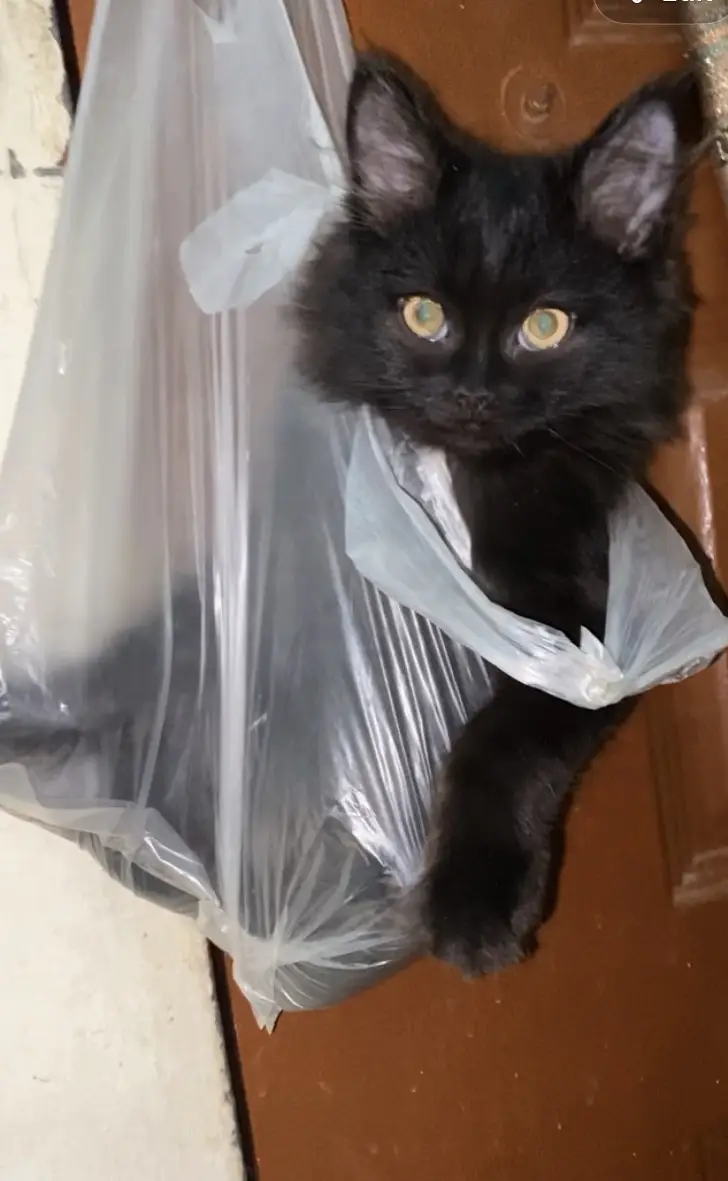 Persian black kitten 2 months active — photo 4