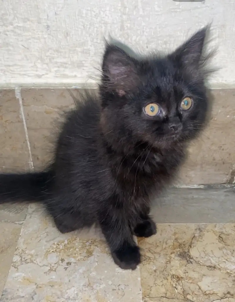 Persian black kitten 2 months active — photo 5