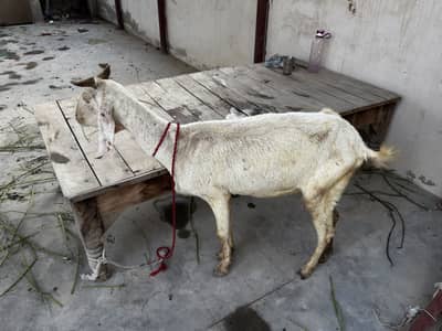 Bakri 4 dant