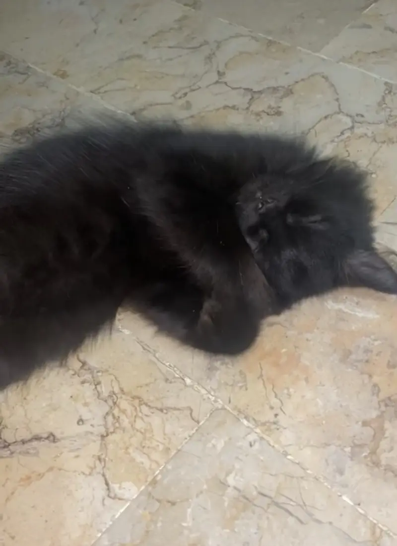 Persian black kitten 2 months active — photo 6