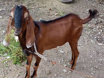 do khobaorat bakray for sale mix breed