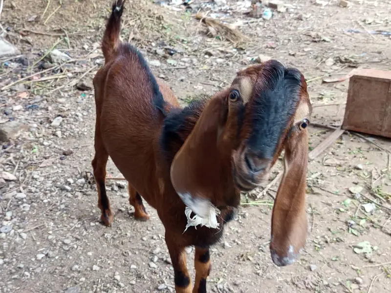 do khobaorat bakray for sale mix breed — photo 2