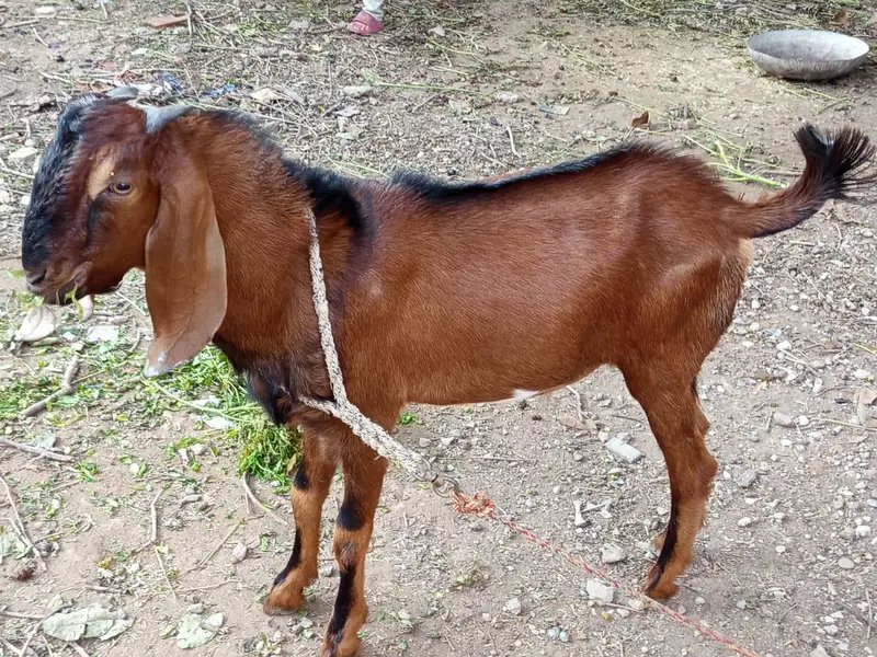 do khobaorat bakray for sale mix breed — photo 3