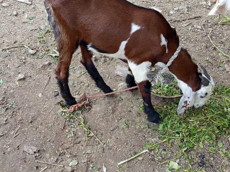 do khobaorat bakray for sale mix breed — photo 4