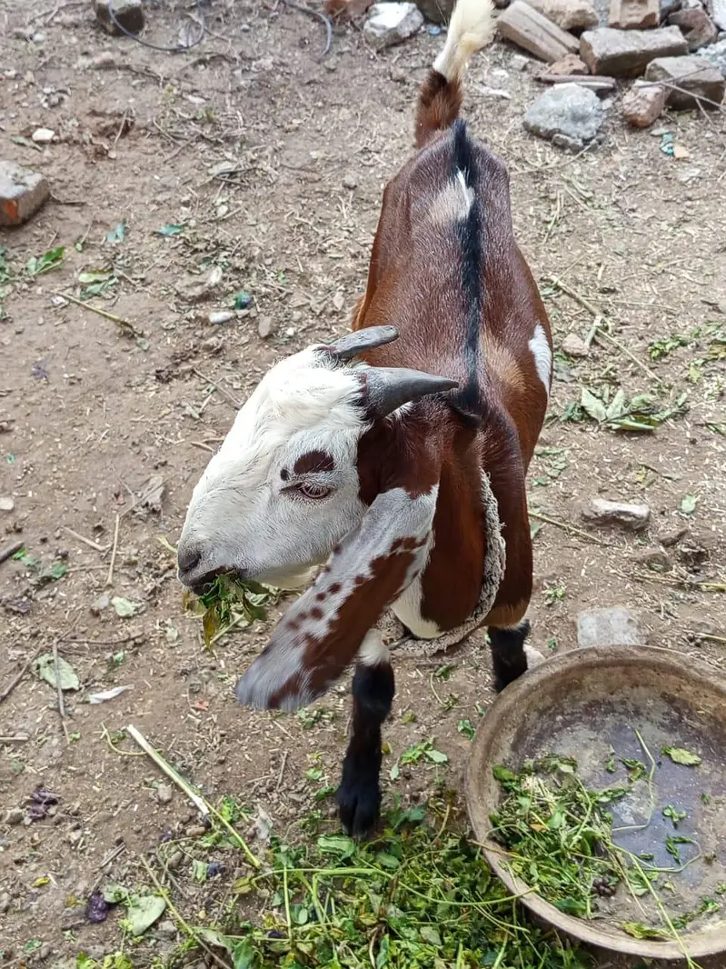 do khobaorat bakray for sale mix breed — photo 5