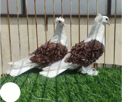 healthy and active fril pair