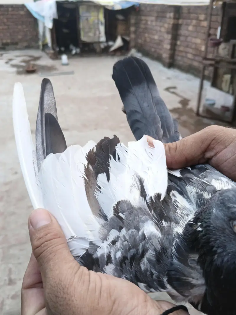 breeder — photo 5